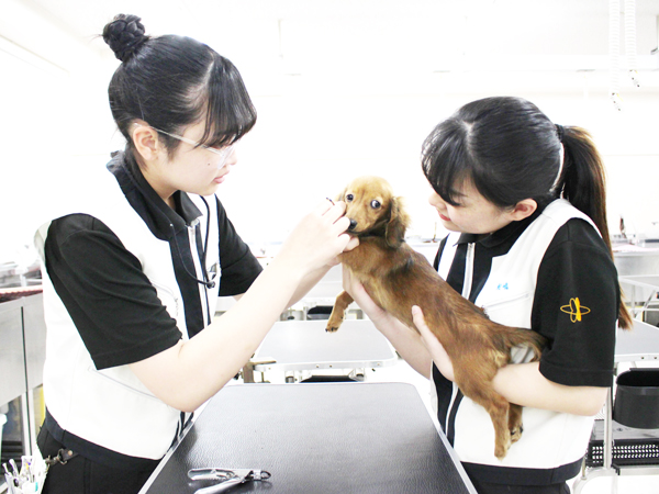 子犬のケアトリミング